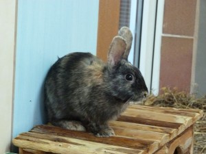 A Kaninchen (2)